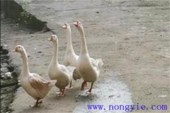 母鵝拔毛注意事項 母鵝拔毛后幾天能下蛋？