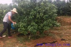 柑橘的施肥原則、施肥時間以及施肥數(shù)量簡介