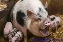 母豬咬仔豬是什么原因、怎么辦、如何預(yù)防