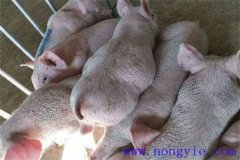 仔豬脹氣是怎么回事，怎樣治療如何預(yù)防？