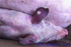 仔豬藍(lán)耳病有何癥狀，什么原因引起，如何防治