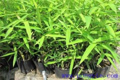 雞毛竹產(chǎn)地是哪里，有哪些特點(diǎn)？