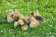 小鵝感冒的癥狀表現(xiàn)是什么，用什么藥治療？