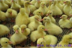 剛買回來的鵝苗如何飼養(yǎng)，如何預(yù)防疾?。? /></a>
            <a href=