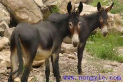 驢子一年繁殖幾次，一胎生多少個(gè)仔驢？