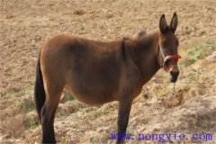 騾子為什么不能生育，騾子和驢的區(qū)別在哪里？