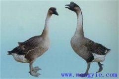 馬崗鵝能長(zhǎng)多大?馬崗鵝與獅頭鵝的區(qū)別有哪些