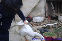 家里怎樣殺鵝，殺鵝怎么拔毛最快干凈？