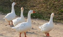 家鵝的祖先是什么，是天鵝還是大雁？