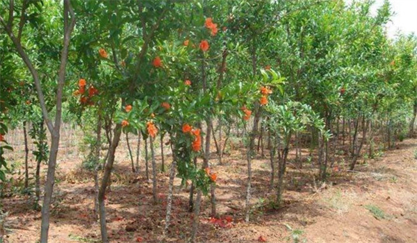 石榴樹(shù)的幼樹(shù)期