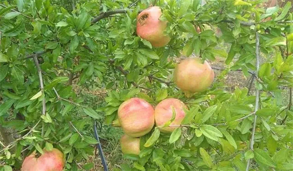 石榴樹(shù)的初果期