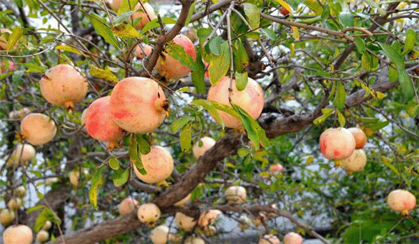 石榴樹(shù)的盛果期