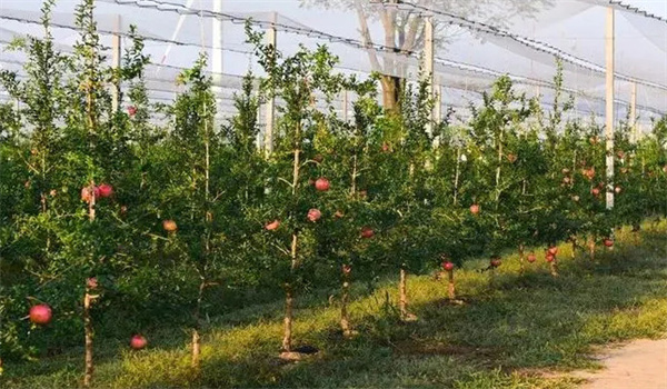 石榴設施栽培必須要解決的六大技術(shù)