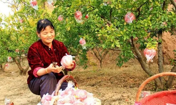 乾縣、禮泉御石榴產(chǎn)區(qū)