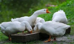 怎樣養(yǎng)鵝，規(guī)模養(yǎng)鵝需要什么樣的環(huán)境和場地