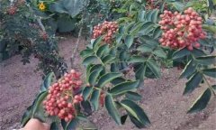 目前適合栽培的花椒品種有哪些？