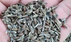 蒼術(shù)如何進(jìn)行種子繁殖，應(yīng)該注意哪些問(wèn)題？