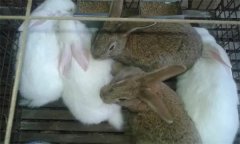 什么是公兔去勢，怎樣給公兔去勢？