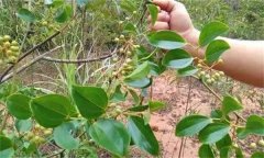 金剛藤有何藥用價值？臨床應(yīng)用如何？