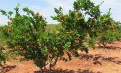 石榴樹(shù)對(duì)土壤條件的要求有哪些？