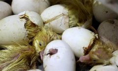 鵝苗出殼前注意什么，剛出生的小鵝要保溫幾天