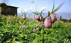 湖北貝母的主要病蟲害有哪些？如何防治？