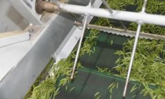 毛尖茶機械制作的具體步驟和方法是什么？