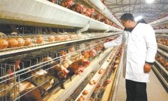 怎樣控制蛋重，控制蛋重的適宜時(shí)期是什么時(shí)候