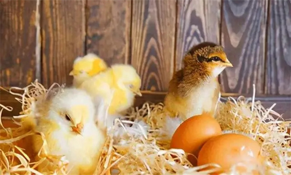 0～2周，濕度控制在70%左右