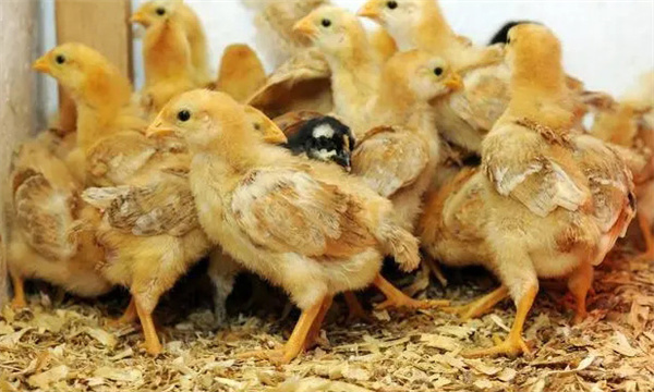 3～4周，濕度控制在60%左右