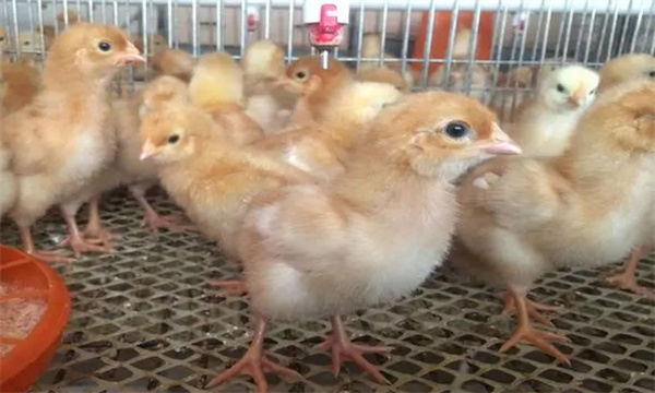 5～6周，濕度控制在50%左右