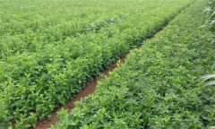 白術(shù)生長(zhǎng)需要什么樣的環(huán)境條件？