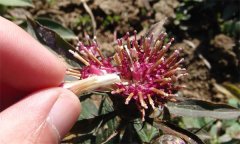 白術(shù)如何用種子繁殖？