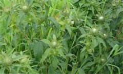 白術(shù)的主要病害有哪些？其防治方法如何？