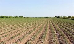 大豆窄行密植栽培技術(shù)簡介