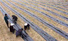 茶苗地膜覆蓋栽培有哪些好處，具體方法是什么
