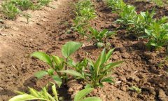 白術栽培如何選地，如何施肥、如何留種？