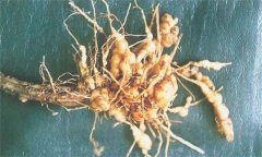 如何防治蒼術(shù)根結(jié)線蟲病，它有危害癥狀？