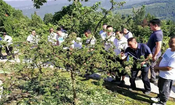 花椒肥料的選擇、施肥時(shí)間