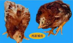 雞呼吸道疾病有哪些，防治治療的重點(diǎn)是什么？