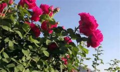 可食用玫瑰花品種有哪些，玫瑰花如何食用？