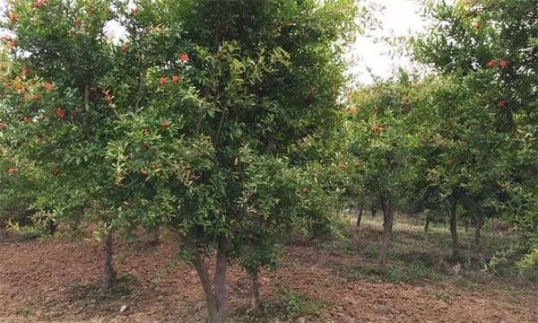 石榴苗圃如何合理規(guī)劃擺布生產區(qū)