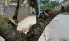 花椒樹(shù)流膠病用什么藥防治，如何預(yù)防？