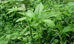 半夏的主要病害有哪些？應(yīng)如何防治？