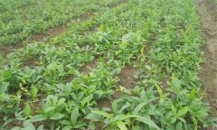 半夏的田間管理技術(shù)主要有哪些？