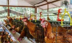 雞群安全度夏，應采取哪些措施加強防暑