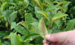 茶橙癭螨為害癥狀，如何防治茶橙癭螨為害？