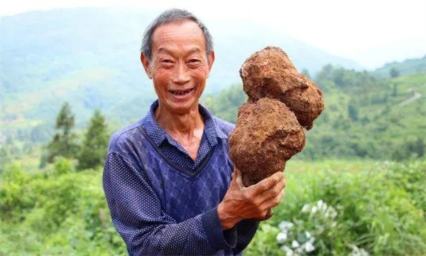 茯苓的形態(tài)特征