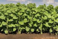 向日葵開花期怎么施肥、怎么管理？