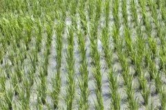 早稻主要有哪些品種，水稻自留種的注意事項